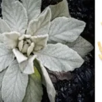 A Plate That Slipped Through: The Viral Case