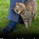 🌾✨ Rice-Flaxseed-Clove Collagen Gel for Wrinkle-Free, Glowing Skin! ✨🌾