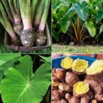 🌹 How to Make Your Own Rose Water at Home: A Fun, Fragrant DIY Guide