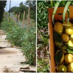 Chef’s Clever Hack for Perfectly Peeled Hard-Boiled Eggs