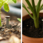 8 Surprising Benefits of Water Cloves You Probably Didn’t Know About