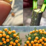 Creamy Mushroom Soup