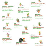 🌱 When To Plant a Vegetable Garden: The Best Time To Start