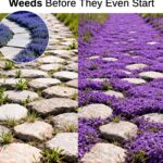 🐭🚫 The Ultimate “No Rodents Allowed” Guide