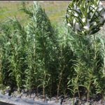 🥐 Savory Twisted Puff Pastry Appetizers (Crispy & Irresistible)