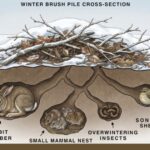 Plants That Naturally Repel Bugs: A Complete Guide