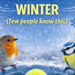 Why Do Some Cats Sleep in Their Human’s Bed?