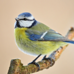 Dryer or Fresh Air? Which Is the Best Way to Dry Your Clothes?